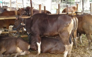 Jelang Idul Adha, Petugas di Ciamis Temukan 900 Lebih Domba dan Sapi Tak layak Kurban