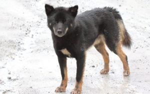 Viral Anjing Primitif Endemik Papua, Tak Bisa Menggonggong hingga Dianggap Sakral