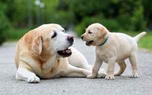 Anjing Dijadikan Pendeteksi Orang Terinfeksi COVID-19, Punya Tingkat Akurasi Tinggi?