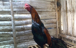Depresi, Wanita Belgia Ini Yakini Dirinya Seekor Ayam Jago Dan Ikut Berkokok