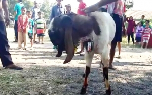 Uniknya Idul Adha di RI, Kambing Diantar Ojol Sampai Gilang 'Fetish Kain Jarik' Ikut Disinggung