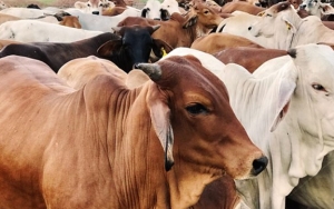 Berkedok Paket Kurban, Ribuan Warga Cianjur Adukan Investasi Abal-Abal 