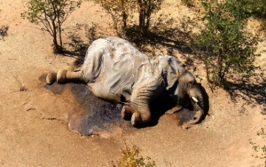 Sempat Misterius, Penyebab Kematian Ratusan Gajah di Afrika Terungkap