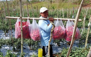 Pandemi Corona, Ini Alasan Pertanian Tetap Kokoh Meski Ekonomi RI Anjlok 5,3 Persen 