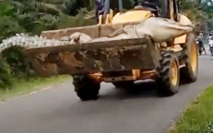 Buaya 'Siluman' Raksasa Hebohkan Warga Babel, Bobotnya Capai 500 Kg