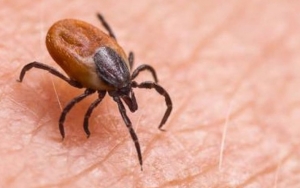 Heboh Wabah Tick Borne di Tiongkok, Indonesia Perlu Khawatir?