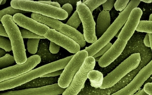 Tak Hanya COVID-19, AS Juga Diserang Wabah Salmonella