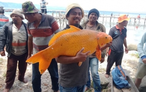 Heboh Ikan Mas 'Raksasa' Ditangkap di Danau Toba, Warga Khawatir Akan Ada Musibah