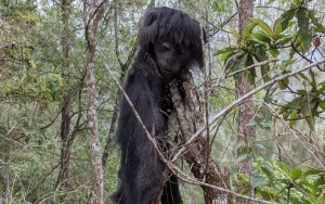 Diduga Ulah Pemburu Liar, Lutung Jawa Ditemukan Mati Tersisa Kepala dan Kulit