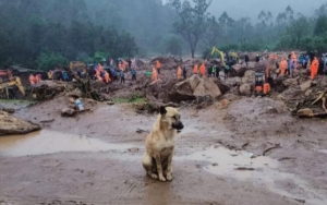 Bak 'Hachiko', Anjing Ini Setia Cari Majikan Yang Tertimbun Longsor Di India Saat Hujan Deras 