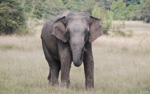 Diklaim Jadi 'Obat Corona', Kotoran Gajah Dijual Mahal di Afrika
