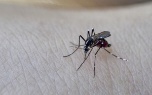 AS Lepaskan 750 Juta Nyamuk Buatan Demi Lawan Virus Mematikan, Seperti Apa?