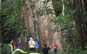 Diklaim Terbesar di Dunia, Pohon Medang di Sumbar Berusia 560 Tahun