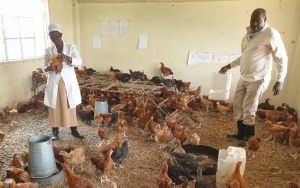 Sejumlah Sekolah Swasta di Kenya Berubah Jadi Kandang Ayam Akibat Pandemi COVID-19