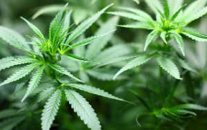 Sempat Tetapkan Ganja Jadi Tanaman Obat Binaan, Mentan Kini Cabut Aturan