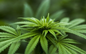 Dicoret Dari Tanaman Obat, Ganja Ternyata Ampuh Sembuhkan 5 Penyakit Ini