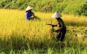 Mulai Dibangun Oktober, Pemerintah Janji Proyek Lumbung Pangan Serap Tenaga Kerja Lokal