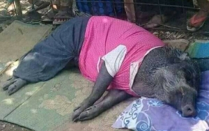 LIPI Heran Ada Babi Hutan Aneh Bisa Menangis di Sumsel