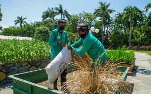 Terobosan Baru! Panen Padi Tak Perlu Sawah Tapi Cuma Modal Bak Ukuran 2x3, Bagaimana Caranya?