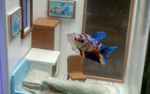 Akuarium Ikan Cupang Ini Bikin Gemas Dihias Bak Kamar Kos, Detailnya Menakjubkan!