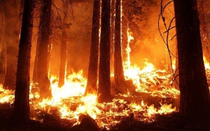 Dipicu Kembang Api, Kebakaran Hutan Kembali Terjadi di California