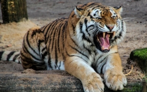 Video Harimau Kurus Jadi Sorotan di Sosmed, Kebun Binatang Buka Suara