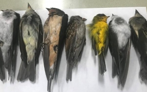 Penyebab Misterius, Ratusan Ribu Burung di Meksiko Mati Mendadak
