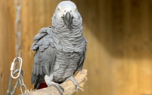 Kerap Beri Sumpah Serapah ke Pengunjung, 5 Burung Beo Kebun Binatang Dilepasliarkan