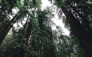 Hendak Survei Objek Wisata, 86 Warga Justru Hilang Misterius di Tengah Hutan