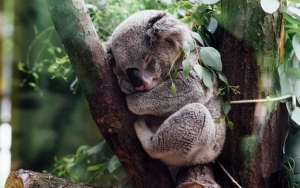 Imbas Kebakaran Hutan Australia, Koala Masuk Daftar Spesies Terancam Punah