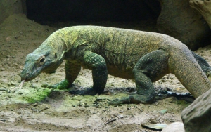 #SaveKomodo Bergema Usai Foto Komodo-Truk Jurassic Park Viral