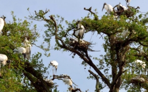 Awasi Hutan, TN Bali Barat Pakai Teknologi AI Deteksi Suara Satwa 