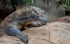 Ancam Komodo, Walhi Desak KLHK Turun Tangan Hentikan Proyek 'Jurassic Park' NTT