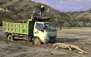 Ini Kesaksian Sopir Truk yang Dihadang Komodo Saat Bangun 'Jurassic Park' di Pulau Rinca