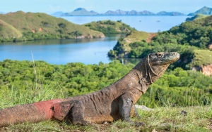 Peneliti LIPI Angkat Bicara Soal Kontroversi 'Jurassic Park' Komodo Pulau Rinca
