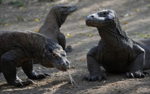 Waduh! Komodo Diprediksi Punah 30 Tahun Lagi, Ini Penyebab Utamanya