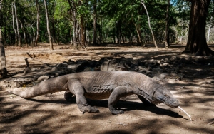 Usai Hadang Truk 'Jurassic Park', Kini Komodo di NTT Nyaris Masuk ke PLTD PLN