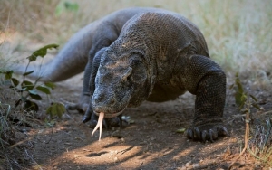 Pemerintah Susun Aturan Zonasi di Taman Nasional Komodo