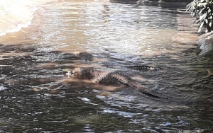 Heboh Info Puluhan Buaya Lepas Di Sungai Cisadane, BPBD Buka Suara