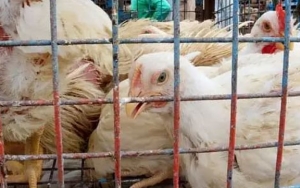 Wabah Flu Burung Kembali Muncul, Jepang Musnahkan Ratusan Ribu Ayam