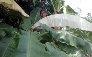 Geger Daun Pisang Warna Putih Mirip Kain Kafan Dikaitkan Hal Mistis, Begini Penjelasan Ilmiahnya