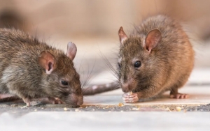 Terinfeksi Virus Hanta, Perempuan Muda di Jerman Alami Gagal Ginjal