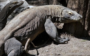 Luhut Sebut Pemerintah Tetap 'Jual' Proyek Komodo Karena Alasan Ini