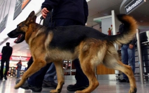 Klaim Punya Akurasi 85-100 Persen, Chile Gunakan Anjing Pelacak untuk Deteksi Covid-19 di Bandara