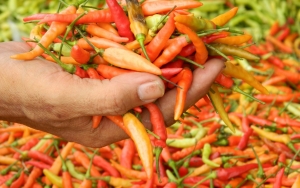 Ada-Ada Saja! Cabe Rawit Dicat Merah Beredar di Banyumas
