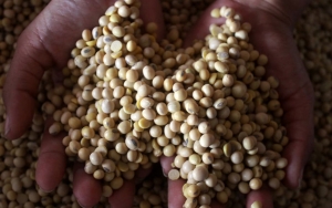 RI 'Kecanduan' Impor Kedelai Meski Jadi Produsen Tahu-Tempe, Ternyata Karena Alasan Ini