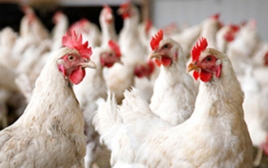 Heboh Warga Cianjur Dapat Bansos Ayam Hidup, Ada yang Mati Sampai di Rumah