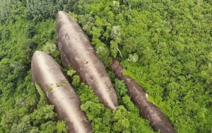 Viral Paus Raksasa di Tengah Hutan Thailand, Ternyata Begini Faktanya