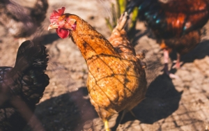 Heboh Warga Cianjur Dapat Bansos Ayam Hidup, Kemensos: Iya Enggak Apa-Apa