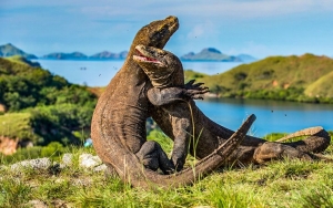 Pemprov Buka Suara Soal Klaim 'Istimewa Wisata NTT Cuma Komodo' DPR RI